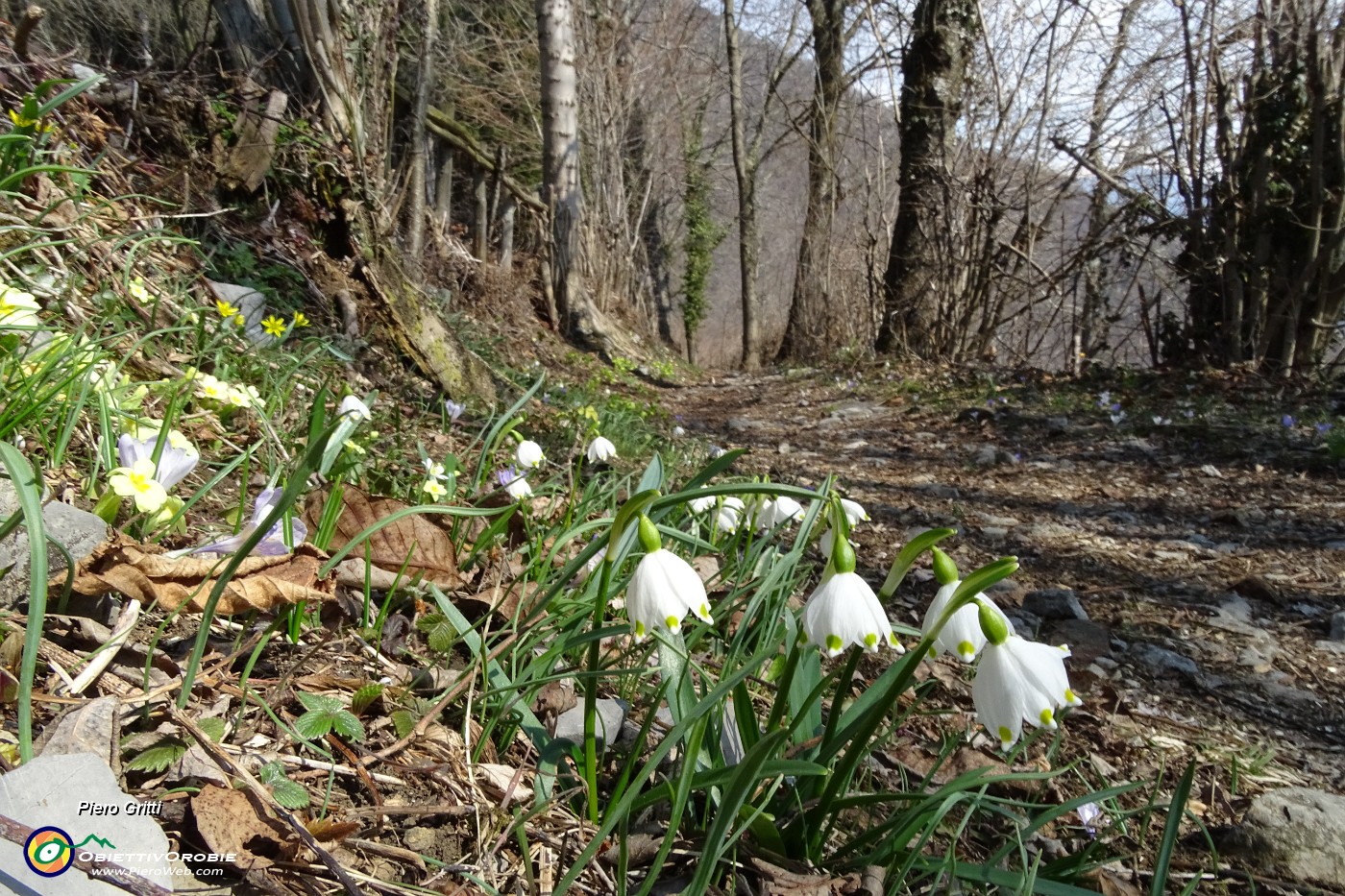 34 Campanelle bianche (Leucojum).JPG